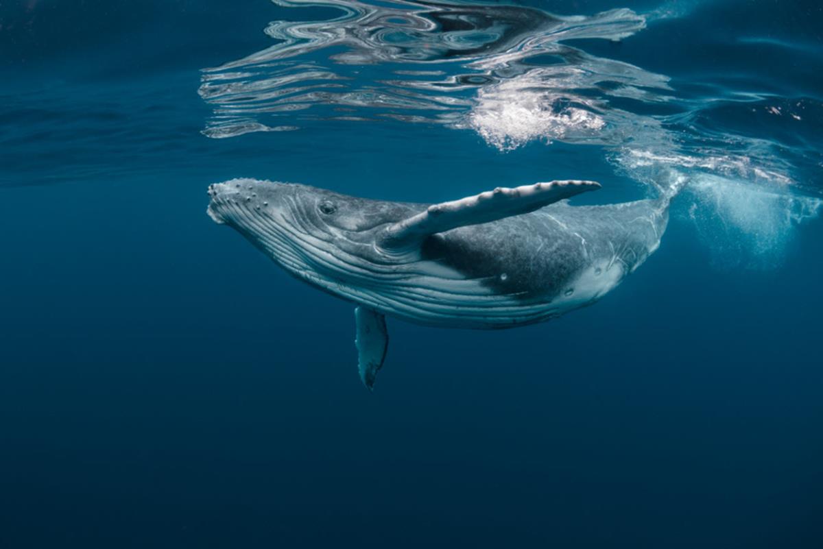 The majestic humpback whale 