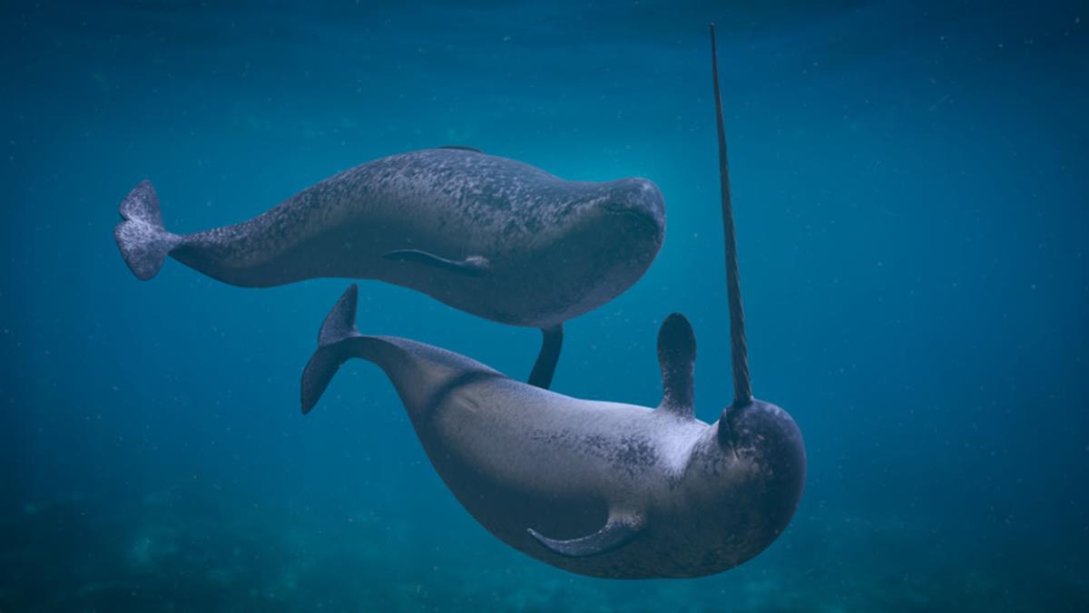 A pair of narwhals playing in the ocean