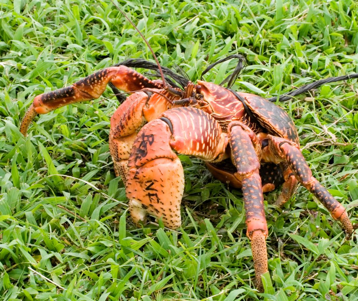 The Coconut Crab