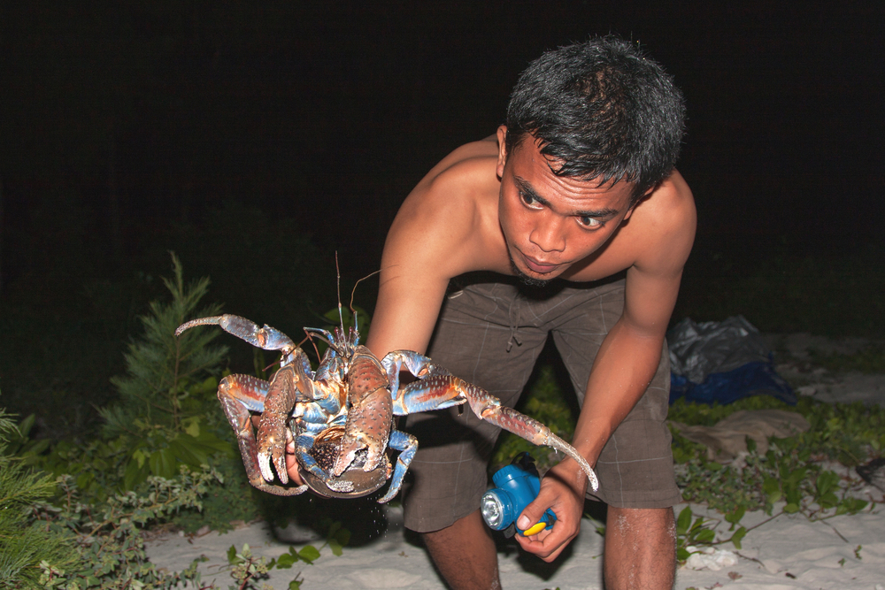 The Coconut Crab