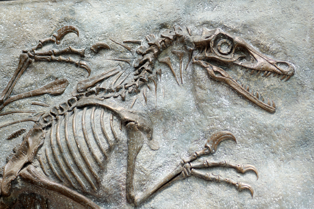 Fantastic Fossils