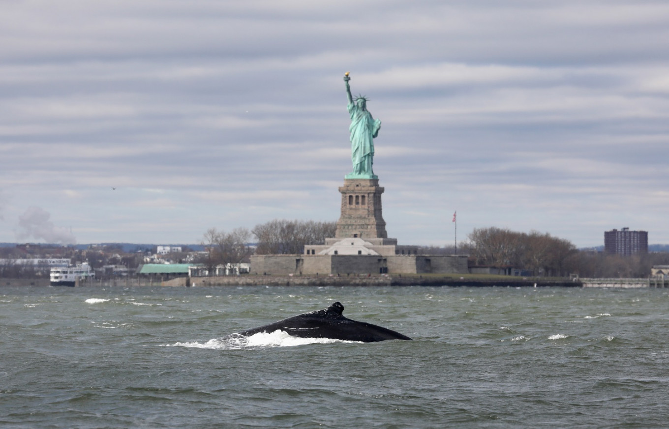 Whale Spotted in NYC