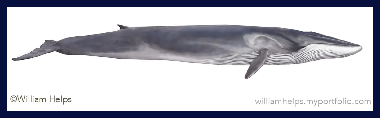 Byte-size: Fin Whales