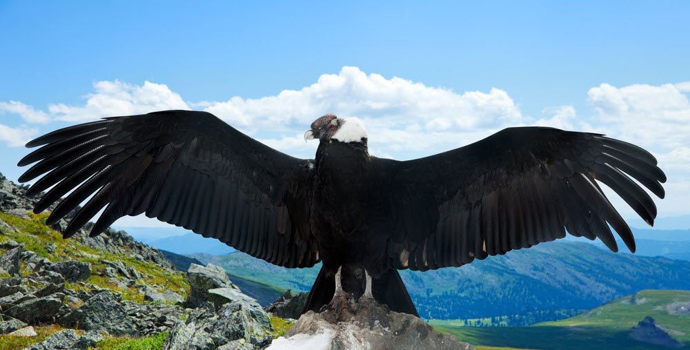 35 Condors Dead in Bolivia 